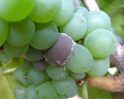 Все о болезнях винограда | Фазенда