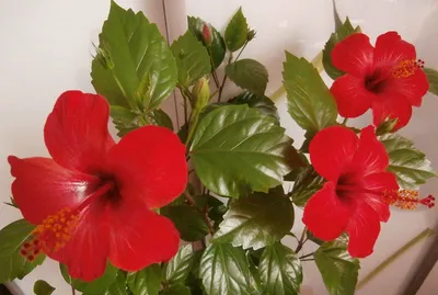 Hibiscus syriacus | Гибискус, Гибискус растение, Экзотические цветы