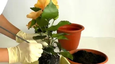 Китайская роза, уход в домашних условиях