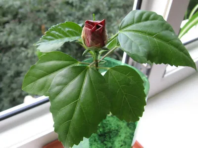 Гибискус / Китайская роза - красиво-цветущее растение - красота в восточном  стиле
