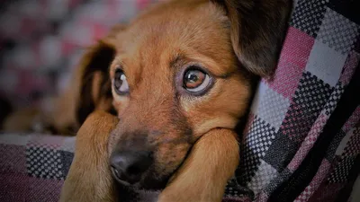Болезни глаз у собак: лечение и симптомы - Syndrome-Kushinga