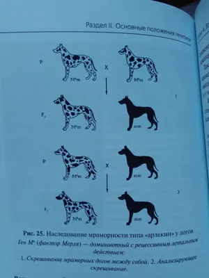 Иллюстрация 6 из 8 для Генетика и наследственные болезни собак и кошек -  Сотская, Московкина | Лабиринт