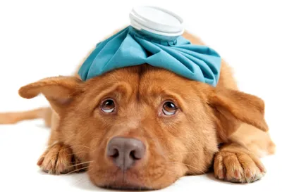 Болезни собак и их лечение