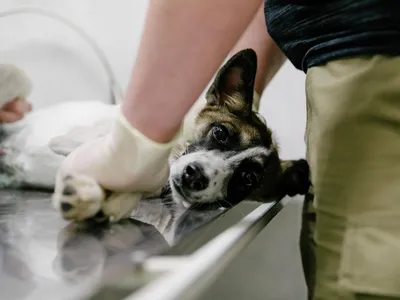 Самые распространенные болезни собак: как распознать и что делать -  08.05.2023, Sputnik Беларусь