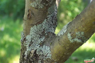 Основные болезни плодовых деревьев, их причины и лечение
