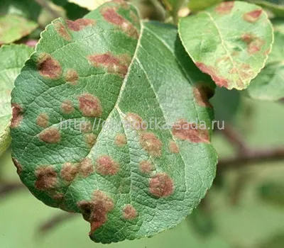 Вредители и болезни плодовых деревьев груши
