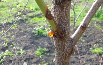 Весенняя обработка деревьев в г. Голицыно от насекомых и болезней -  опрыскивание на участке весной