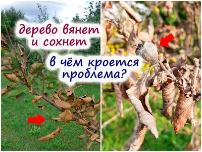 Способы лечения ржавчины на листьях плодовых деревьев и кустарников
