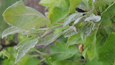 Вредители и Болезни Плодовых Деревьев: Описание + Лечение