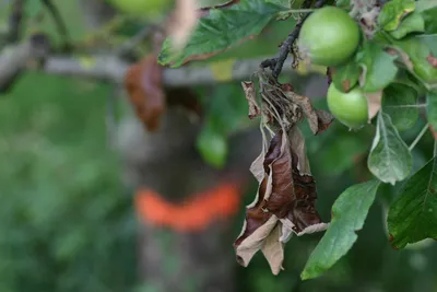 ГлавАгроном - Эффективная защита плодовых культур от болезней