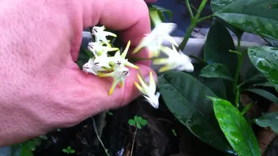 Хойя мультифлора или многоцветковая (Hoya multiflora): уход в домашних  условиях