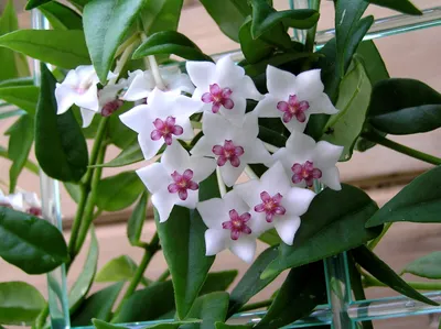 Hoya siariae Pink (Hoya blashernaezii ssp. siariae Pink) | Passiflora.ru -  Сервис коллективных заказов