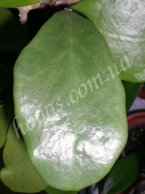 Hoya excavata - Каталог цветов