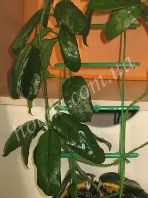 Hoya globulosa - Каталог цветов