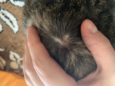 Болячки на голове у кота, бесплатная консультация ветеринара - вопрос задан  пользователем 7564534 рорг про питомца: кошка Без породы (домашняя кошка)