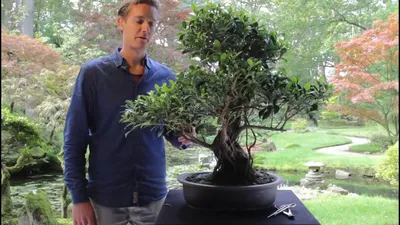 Уход за бонсай Ficus retusa | Садоводство