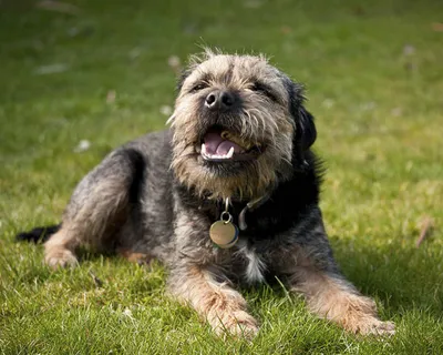 Бордер терьер (Border Terrier) - это игривая, энергичная и выносливая  порода собак. Описание, фото и отзывы.