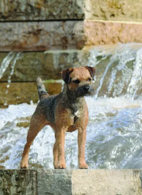Собаки породы Бордер-терьер: история, описание, отзывы, характер,  дрессировка, уход, фото и цены