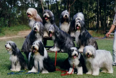 Группа собак бородатый колли - фото и обои. Красивое изображение \"Группа  собак бородатый колли\" на рабочий стол
