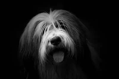Обои пес, собака породы, Псовые, бородатая колли, havanese собак - картинка  на рабочий стол и фото бесплатно