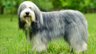 Бородатый колли - описание породы собак: характер, особенности поведения,  размер, отзывы и фото - Питомцы Mail.ru