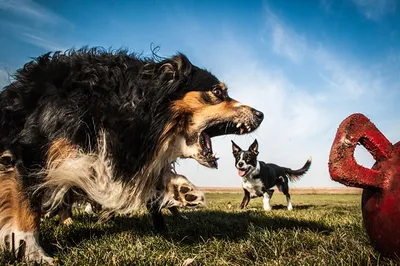 Фото аусси Бордер-колли Собаки злость животное