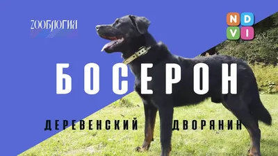 БОСЕРОН. ДЕРЕВЕНСКИЙ ДВОРЯНИН - YouTube