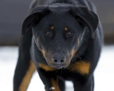 Босерон (Beauceron) - это умная, активная и очень смелая порода собак.  Фото, описание и отзывы.