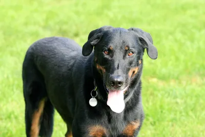 Босерон: описание породы, 🐕 характеристики собаки, характер, уход, фото -  ГульДог