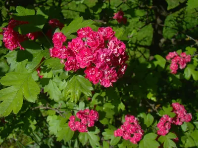 В ботаническом саду Твери цветет боярышник - ровесник парка купцов Бобровых  - ТИА