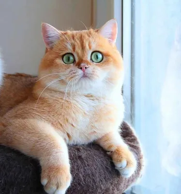 Рыжий британский кот с зелеными глазами - картинки и фото koshka.top