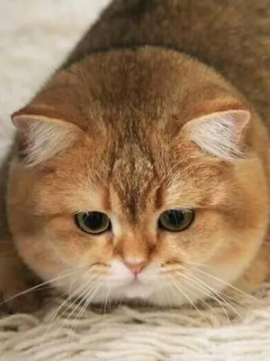 Британский короткошерстный кот рыжий - картинки и фото koshka.top