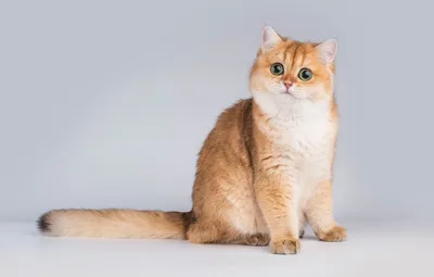 Рыжая короткошерстная кошка - 46 фото