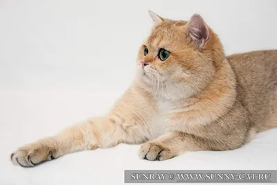 Рыжий британец Гарри - Фото кошек №5186 - SunRay