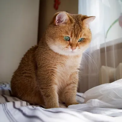 Кот британец рыжий - 78 фото