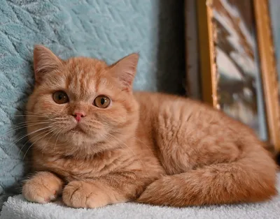 Рыжий британский котенок из питомника в Москве