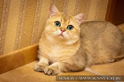 Кот британский короткошерстный (британец) черный золотой тикированный (рыжий)  Golden Garry. - Фото кошек №18365 - SunRay