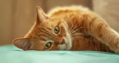 Рыжие коты и трехцветные кошки: разбираемся в кошачьем окрасе