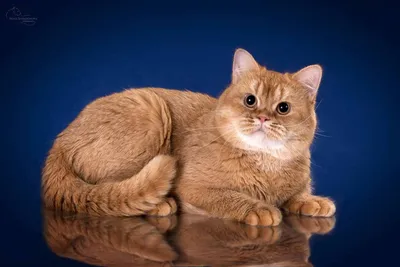 Британская красная кошка - картинки и фото koshka.top
