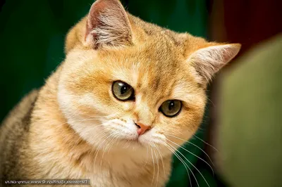 Рыжие британцы коты (58 лучших фото)