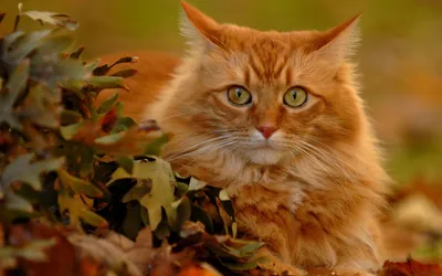 Рыжий кот: породистые и беспородные огненные питомцы