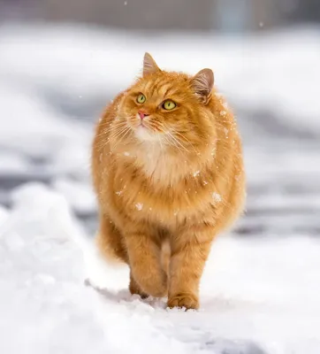 Рыжий кот в доме приметы и суеверия | поверья, рыжая кошка с зелеными  глазами - характер, к чему перебежал дорогу