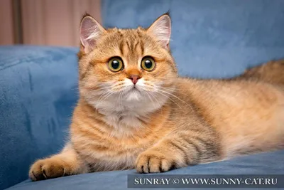 [54+] Британские рыжие коты фото