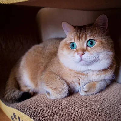 Рыжие британцы коты - 58 фото: смотреть онлайн