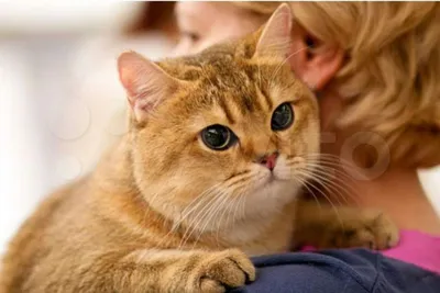 Кот британец рыжий (57 фото)