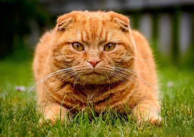 Шотландский вислоухий кот рыжий - 70 фото