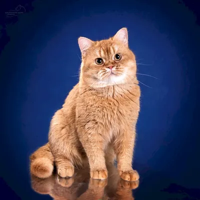Рыжие британские коты (54 лучших фото)