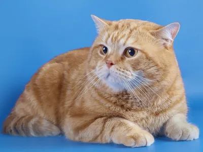 Британец кошка рыжий окрас - картинки и фото koshka.top