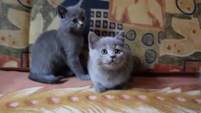 Скоттиш страйт (шотландские прямоухие котята) 2 месяца - YouTube
