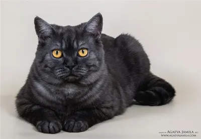 Скоттиш страйт кот черный дым - картинки и фото koshka.top